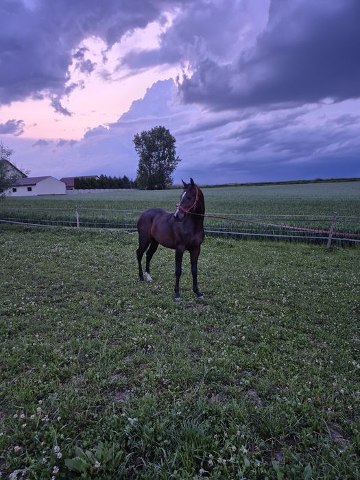 Wałach malopolski 2.5 roku