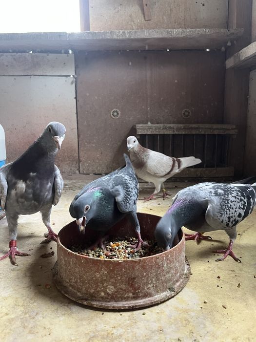 Gołębie pocztowe młode