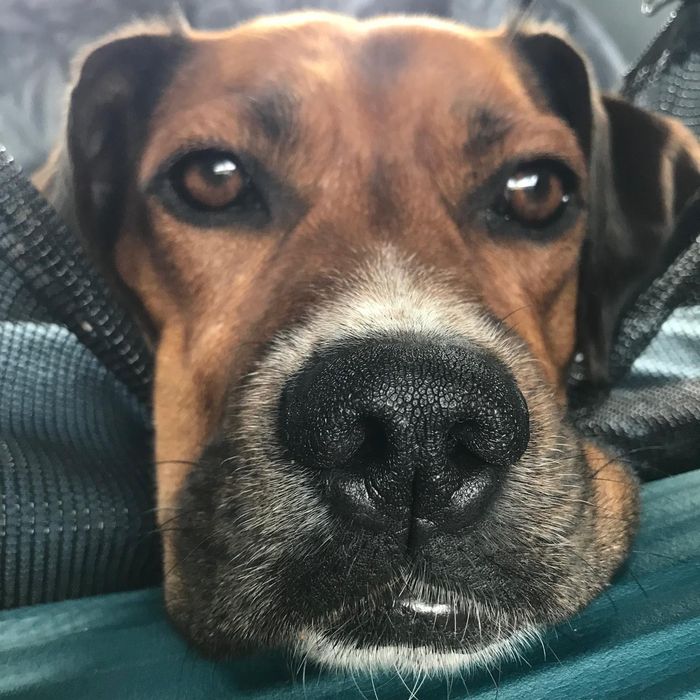 Suczka Tosia bokser miks do adopcji