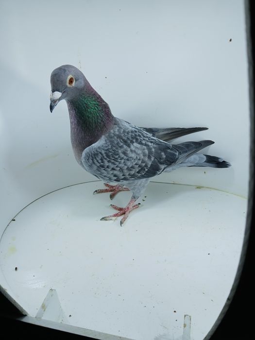 Gołębie lotowe + rozpłód(samice)