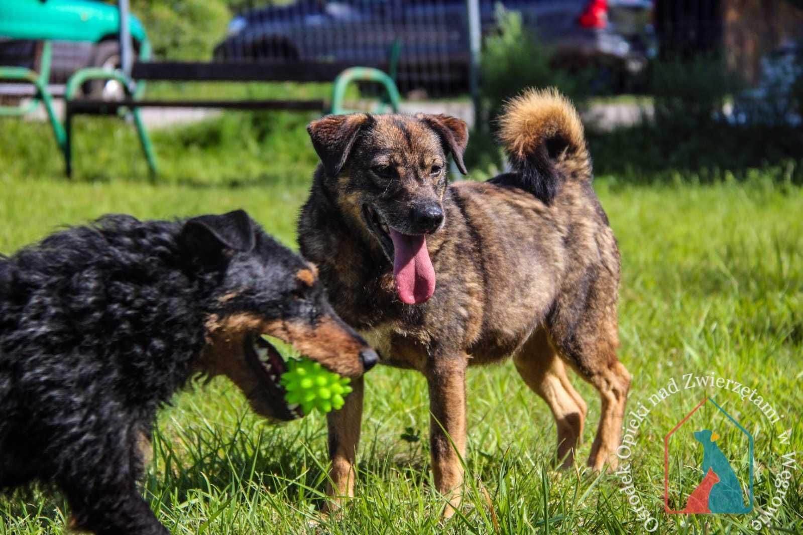 PEŁEN MIŁOŚCI do ludzi, waży 13 kg - od lat poniewiera się po azylach