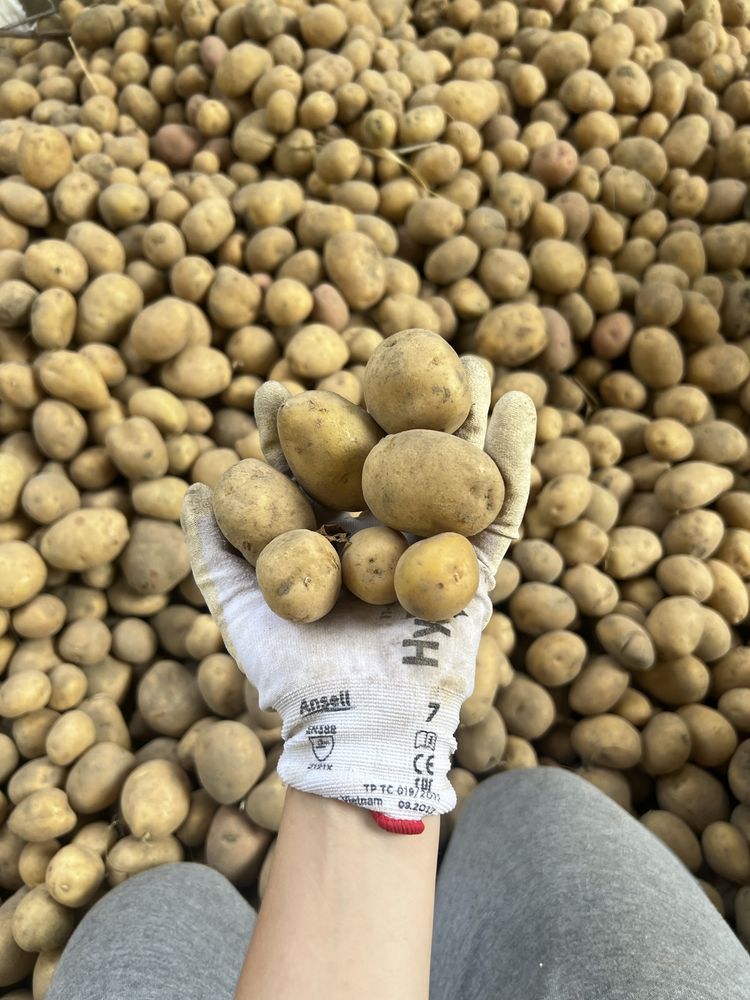 Картопля дрібна