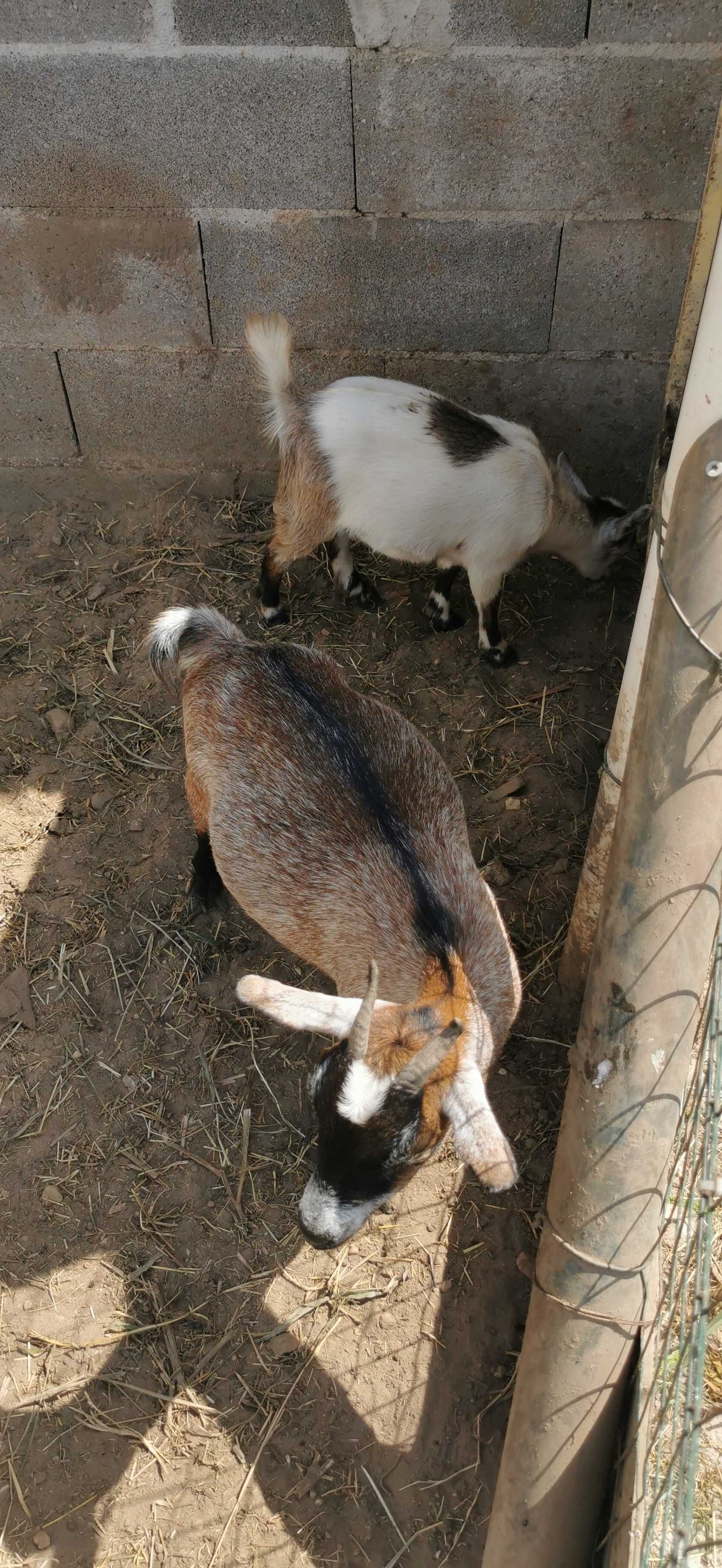 Cabra micro anã fêmea