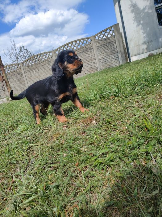 Cavalier King Charles spaniel suczka