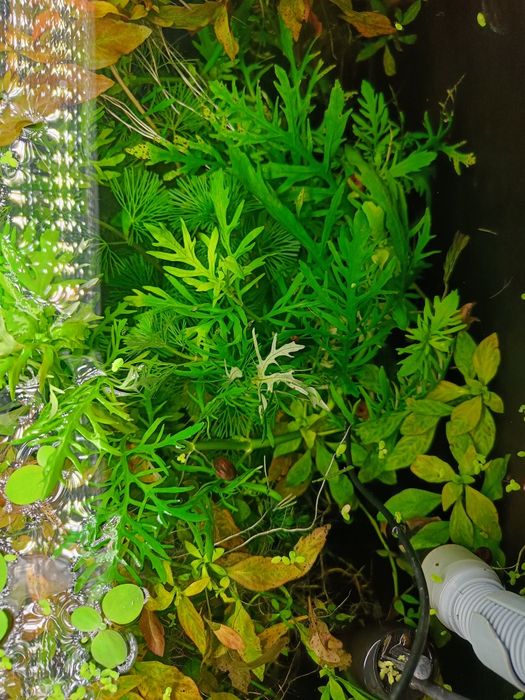 Roślina Akwariowa Hygrophila difformis Nadwódka zmienna PAPROĆ WODNA s