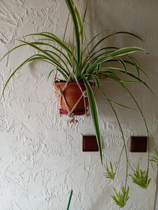 Kwiat zielistka z makramą wiszącą