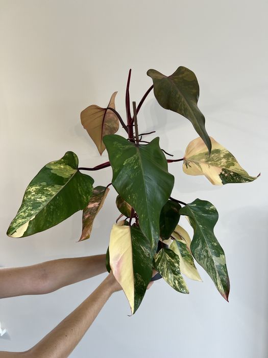 Philodendron Strawberry Shake