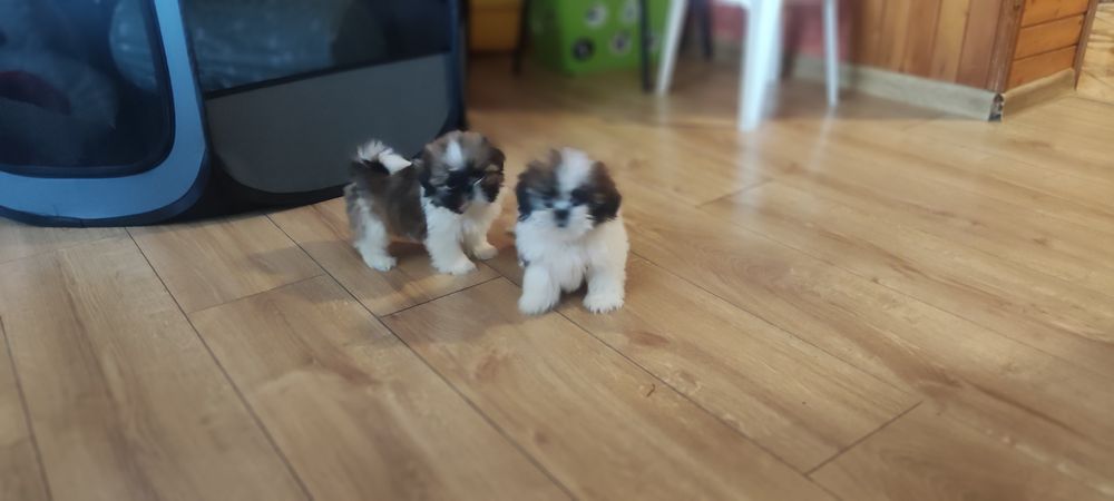 Shih tzu sprzedam tricolor