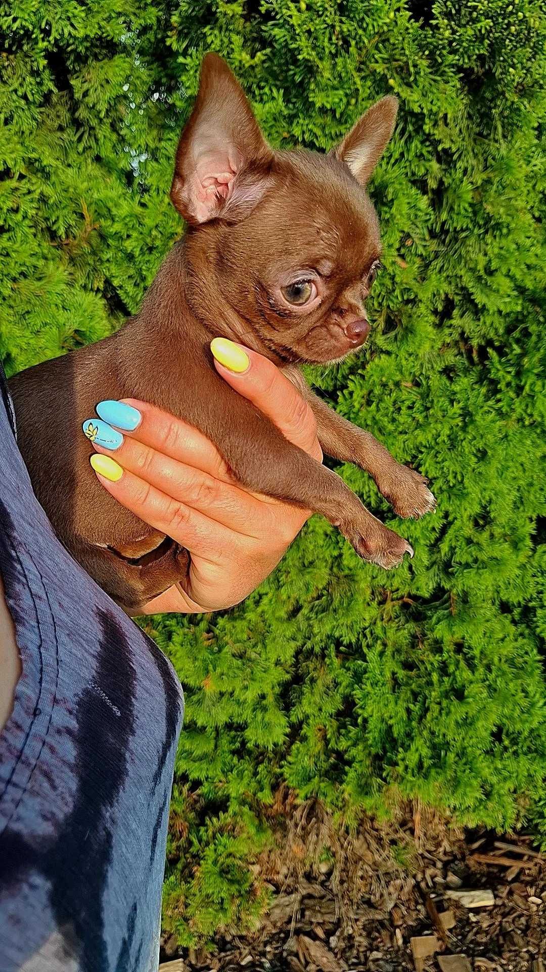 Miniaturowa czekoladowa mini xxxs dziewczynka chihuahua Tiffany!