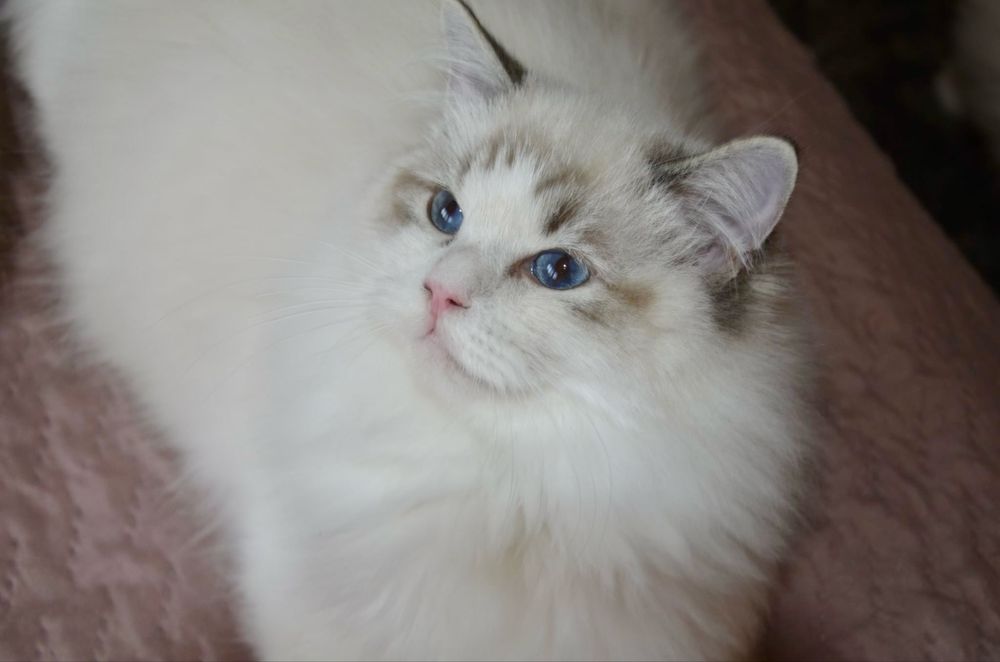 Ragdoll kocurek do hodowli