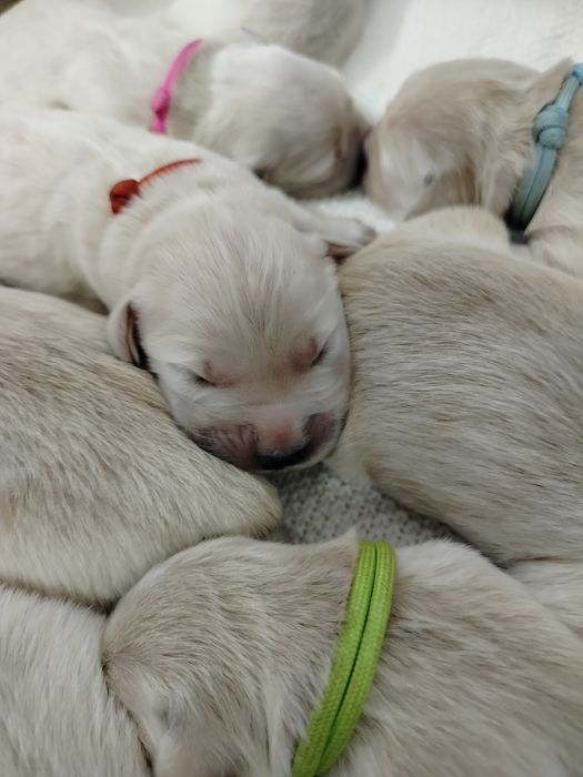 Golden Retriever ZKwP FCI