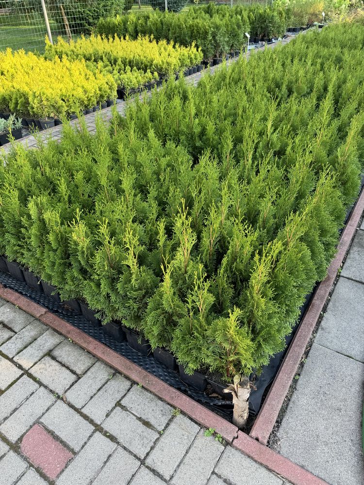 Thuja tuja szmaragdowa szmaragd żywopłot