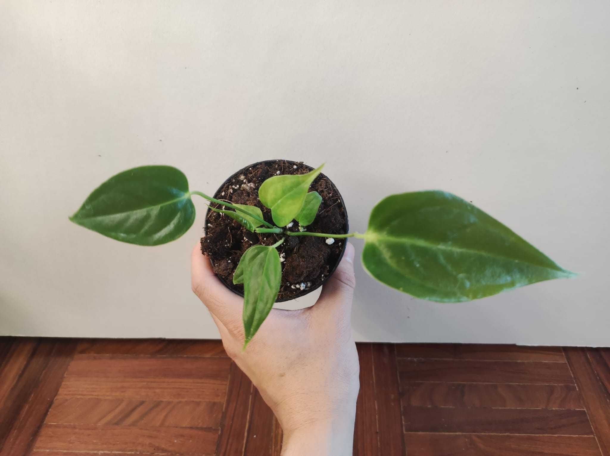 Anthurium Veitchii " Narrow form"