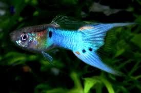 Неокардина Ред, Гуппі Ендлера синій неон,Анциструси