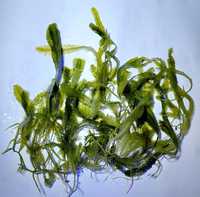 Caulerpa taxifolia - makroglon - akwarium morskie