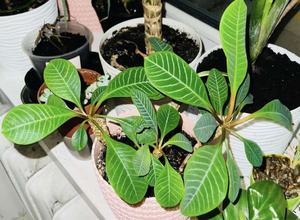 Рослина домашня вазон