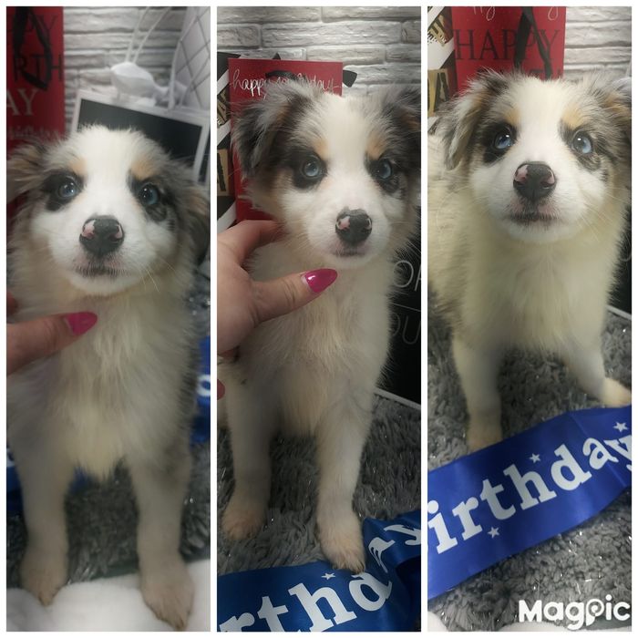 + + + piesek + + +  blue merle niebieskie oczy