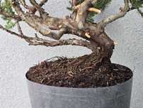 PRE BONSAI - jałowiec nadbrzeżny