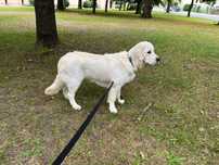 Szczeniak Golden Retriver FCI
