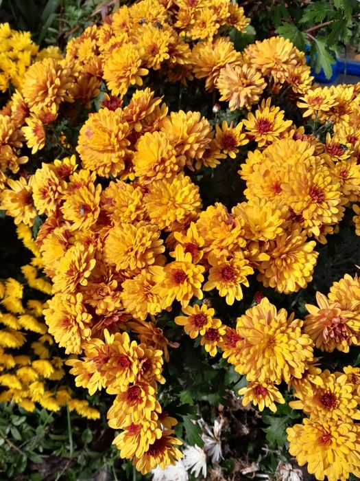 Продам маточні кущі  хризантеми,50 гр .Рані,середні сорти