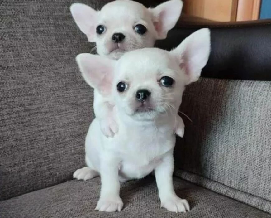 Uniaktowe Białe Chihuahua !