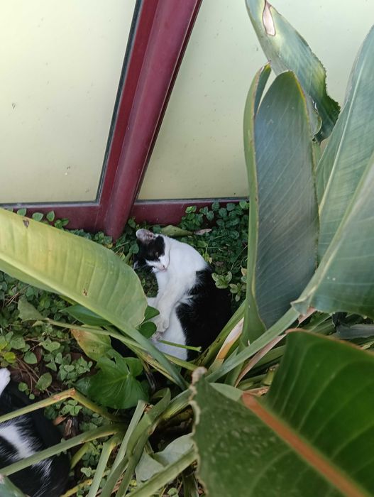 Gatinhos orfão a procura de um lar