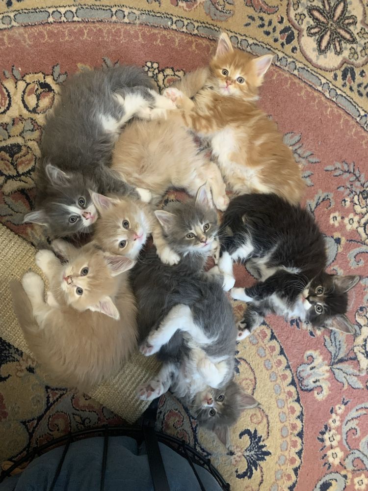 Maine Coon Kocur srebrny z białym klasycznie pręgowany