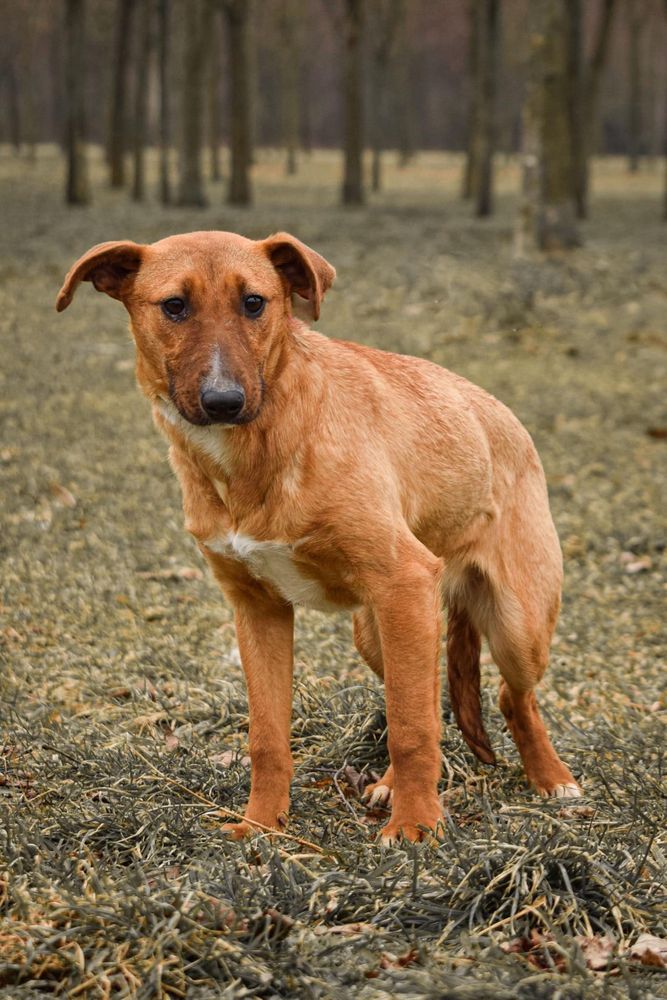 Młoda suczka w typie bulteriera do świadomej adopcji