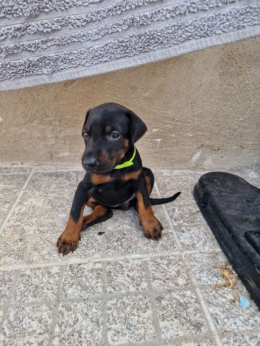 Doberman com grande carácter e muito dócil de boas linhas