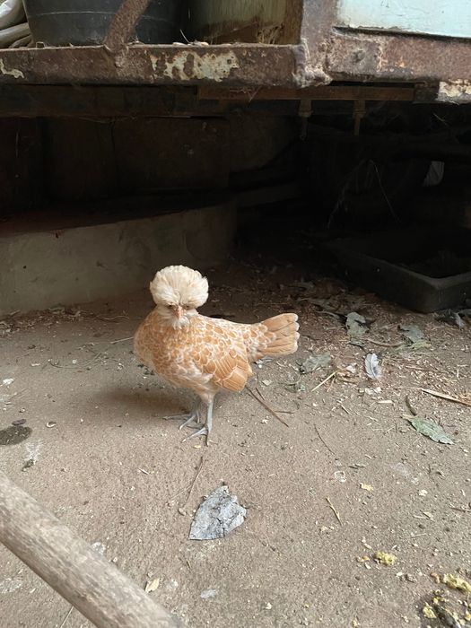 Trio paduanas Camurça