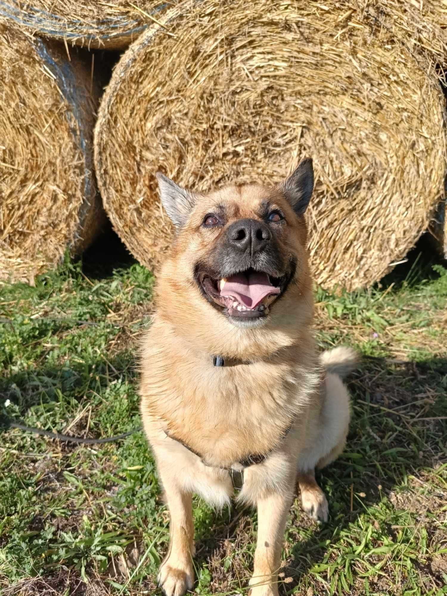 MAILO typ: Akita, 28kg, 5 lat