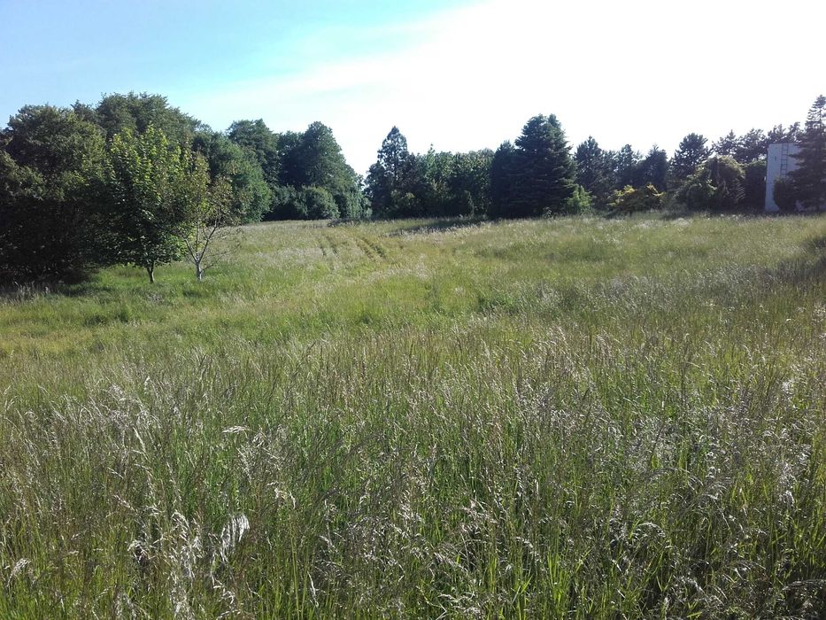 Śliczna działka w Słupcy otoczona łąkami 14 arów.