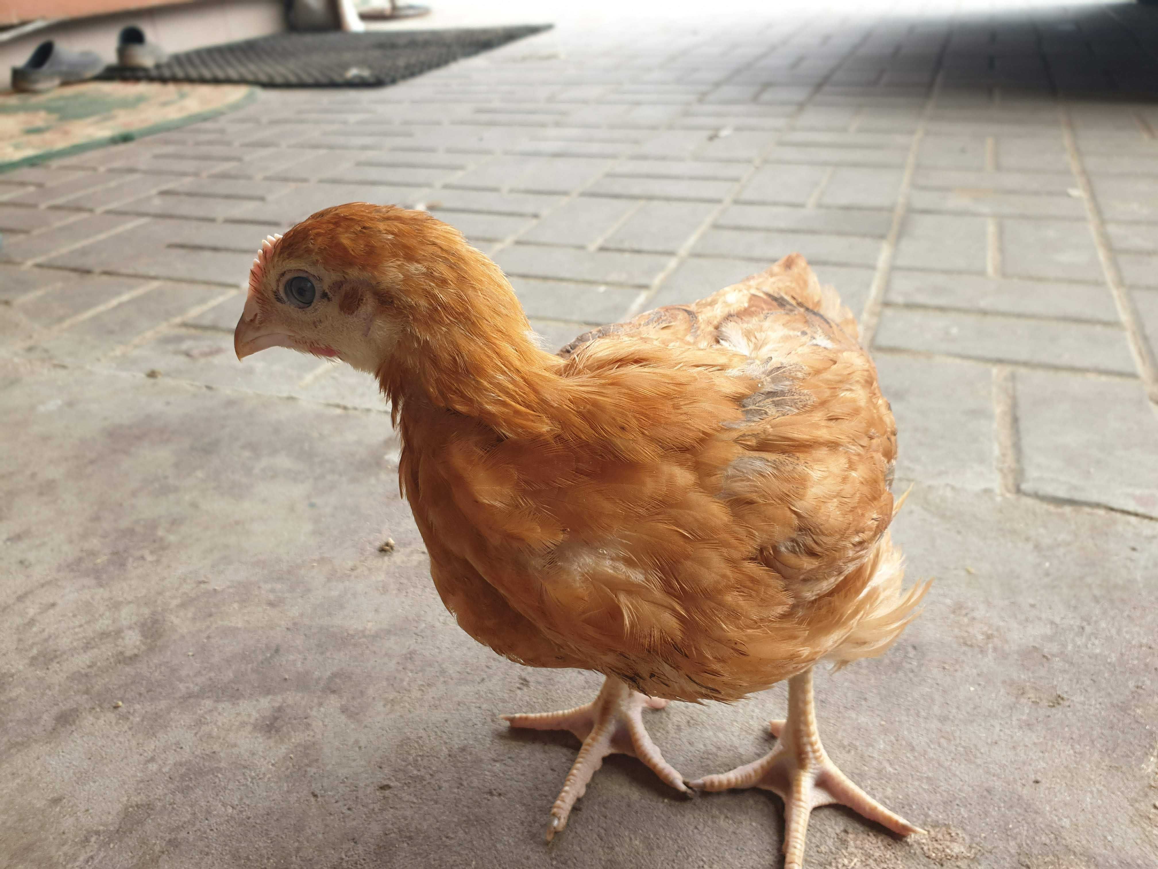 Kurczak zagrodowy Brojler Rebo do odchowu młody