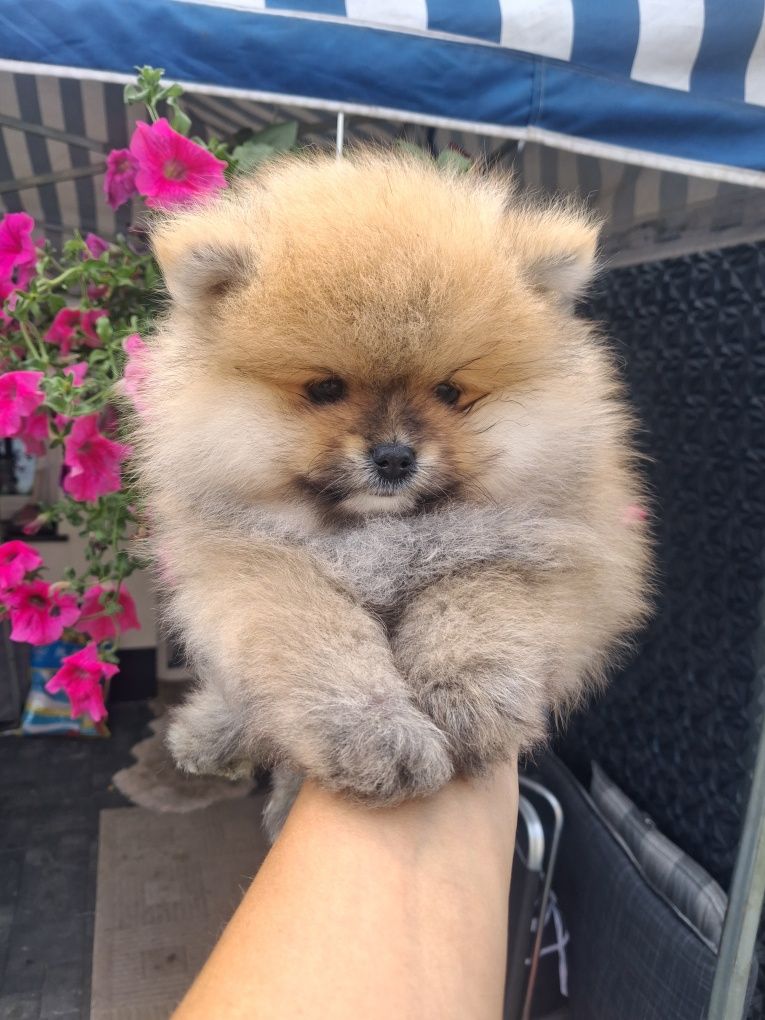 Szpic miniaturowy pomeranian