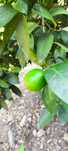 Limas biológicas