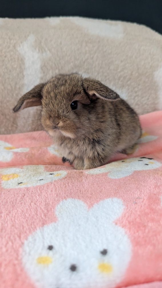 Króliki miniaturki rasy MINI LOP małe karzełki baranki