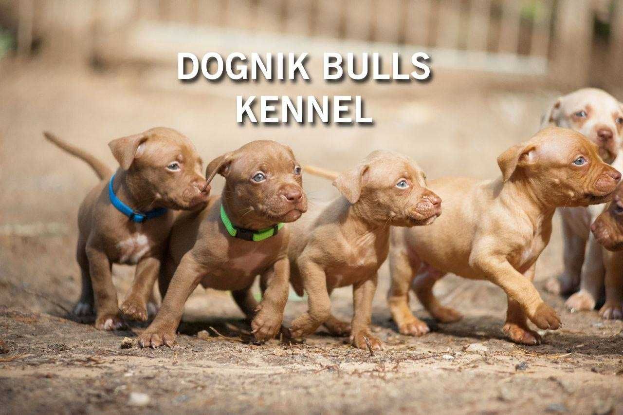 Щенки питбуля, апбт, питбультерьер. Питомник "Dognik Bulls"