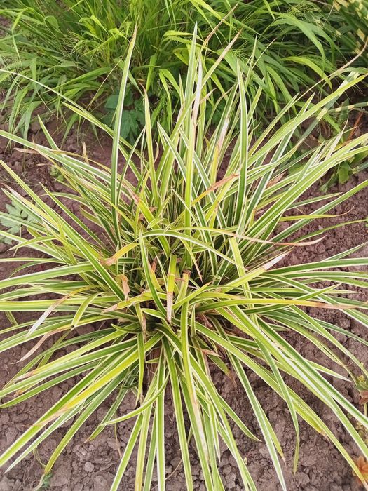 Продам   керрию,котовник,кариоптерис,молочай ,очиток