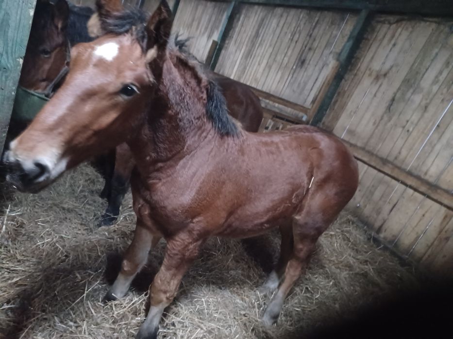 Ogierek zimnokrwisty