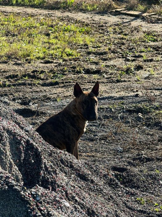 Cachorro muito meigo e sociável