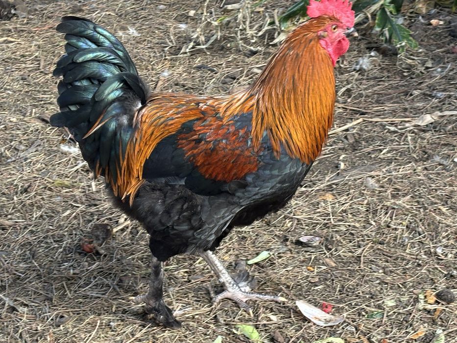 Galos raça maran
