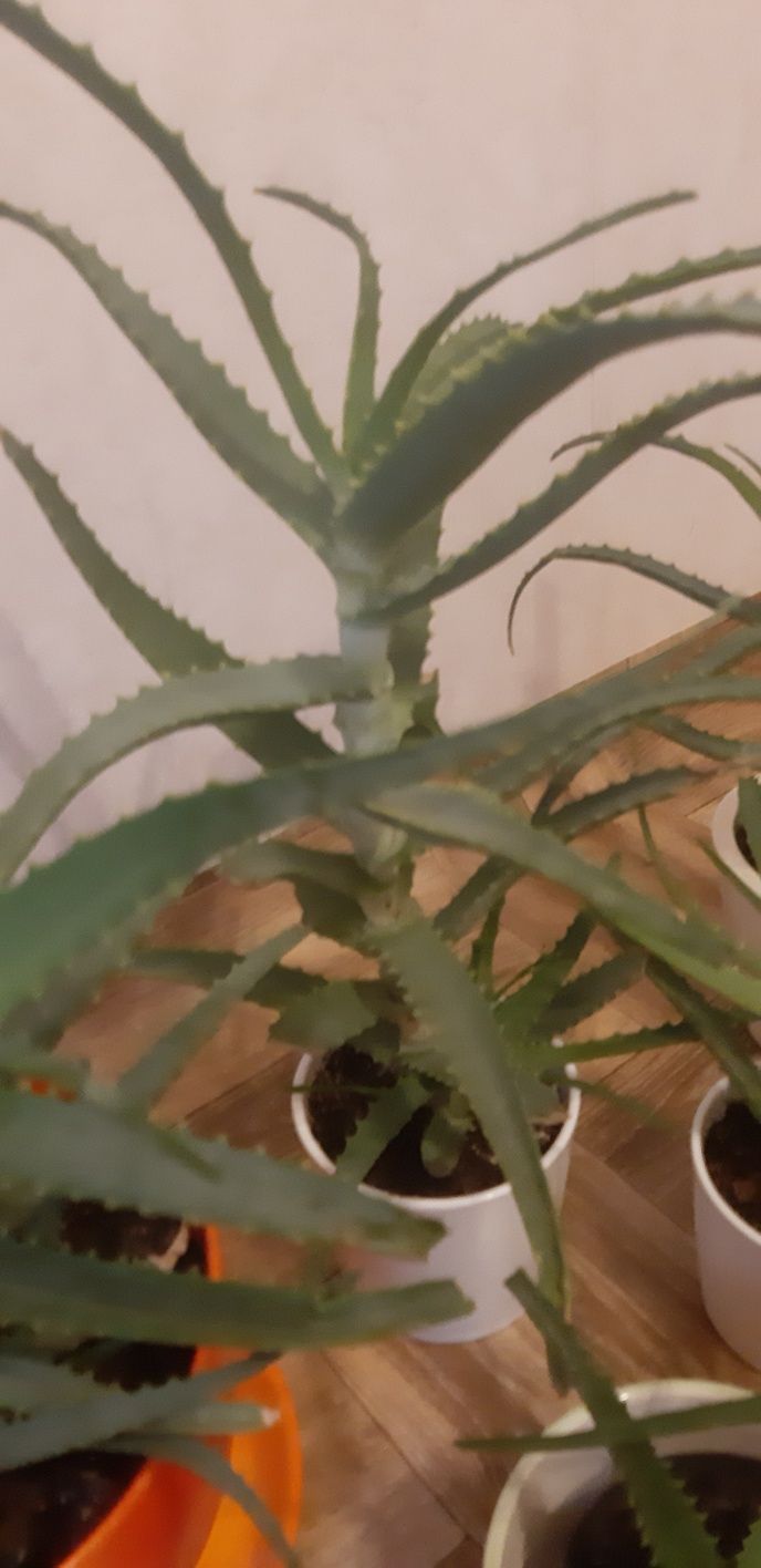 Aloes drzewiasty roślina lecznicza