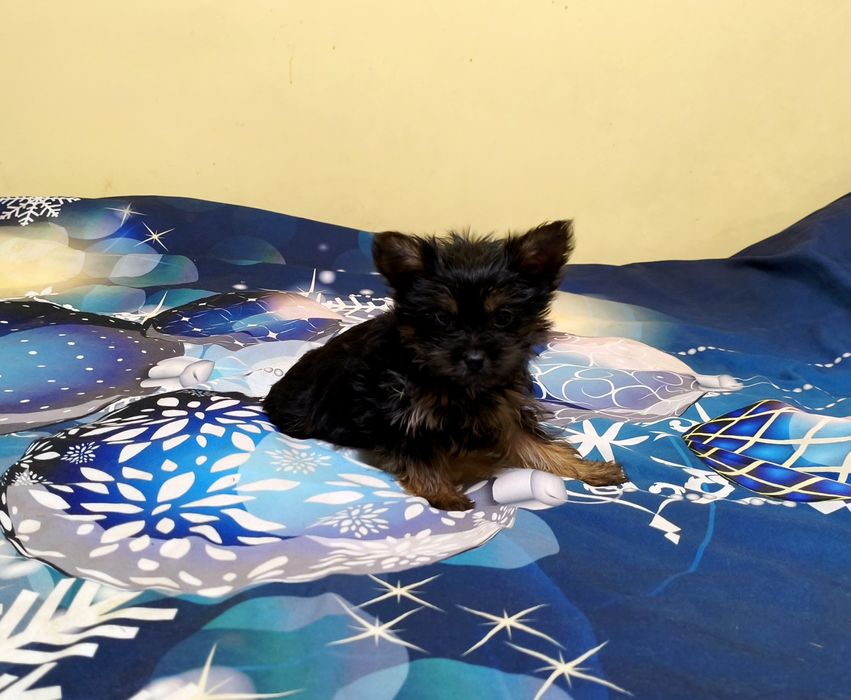 Yorkshire terrier miniaturka
