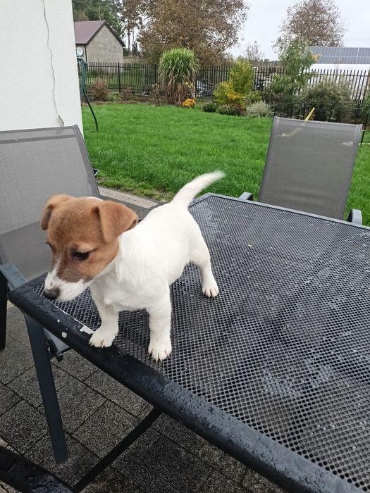Jack Russell Terrier ZkwP FCI