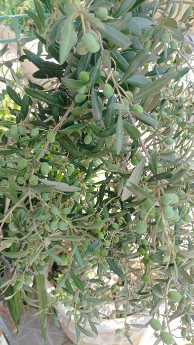 Oliveiras prontas para ir para lugar definitivo