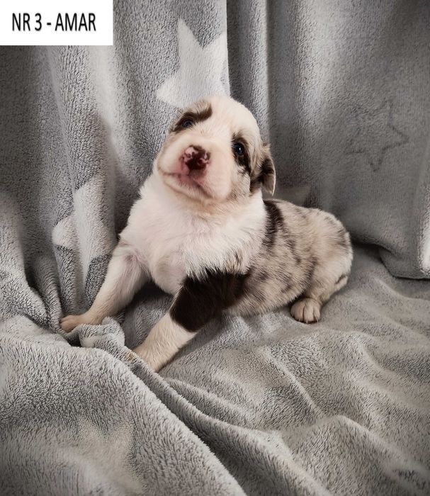 Piękny piesek Border Collie - Red Merle nr 3 - AMAR