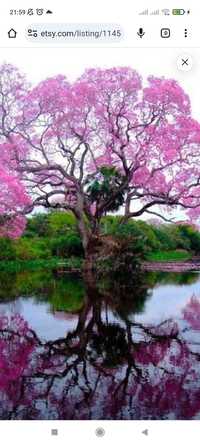 Paulownia elongata de jardim