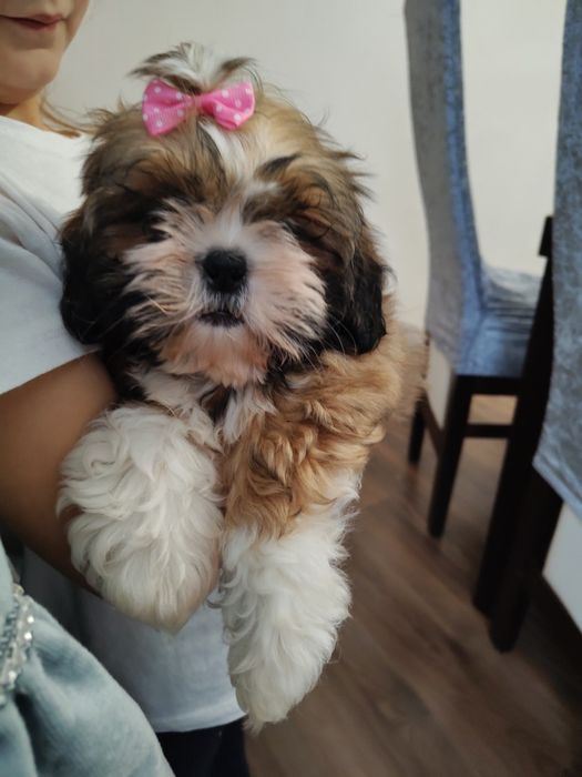 Śliczna Suczka Shih Tzu z rodowodem
