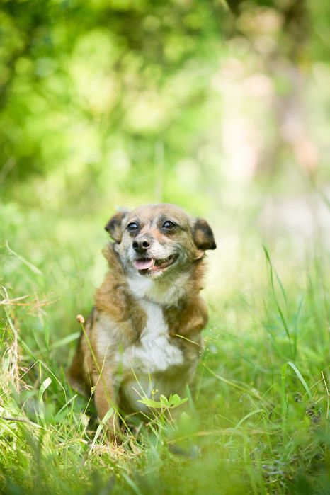 Tereska - mała, delikatna suczka szuka spokojnego domu!