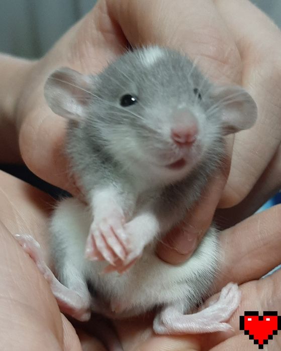 Щур, крыса, криса Дамбо Хаскі,  різні кольори  + клітка, гамак